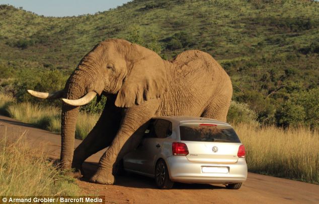 VW Polo, occupants survive after incident with an elephant