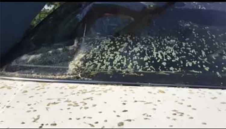 does ibiz everything wash take tree sap off car does ibiz everything wash take tree sap off car