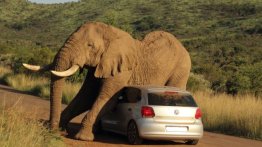 Occupants escape unharmed after elephant uses their VW Polo to scratch himself