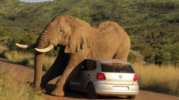 Occupants escape unharmed after elephant uses their VW Polo to scratch himself