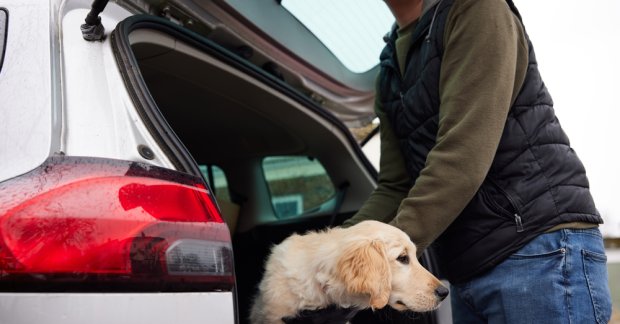 Car Experts Reveal How to Pet-Proof Your Car