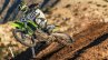 2019 Kawasaki Kx250 Press Images Action Shot 6