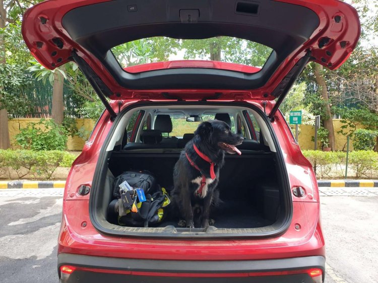 Three Row Seats Pet Partner