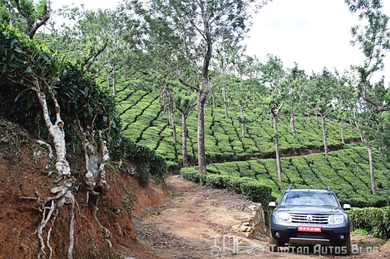 Renault Duster in a tea garden